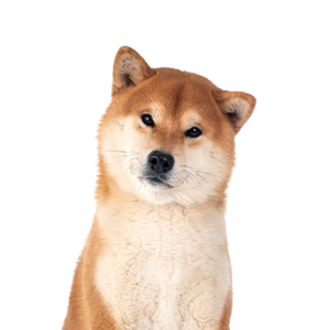 Shiba Inu