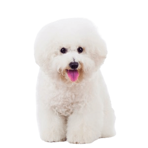 Bichon Frise