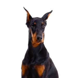 Doberman Pinscher