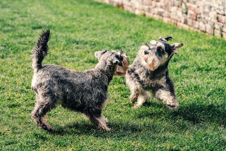 Summer Playtime Fun: Best Outdoor Games for Your Puppy