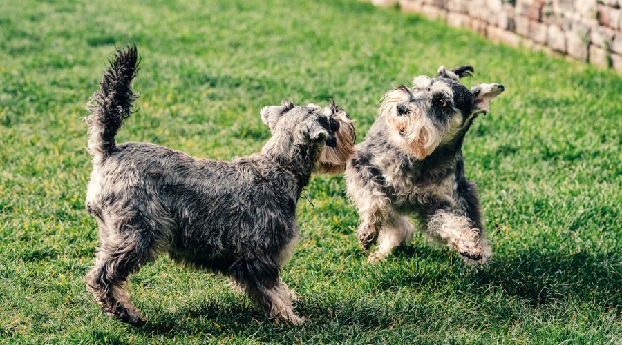 Summer Puppy Playtime