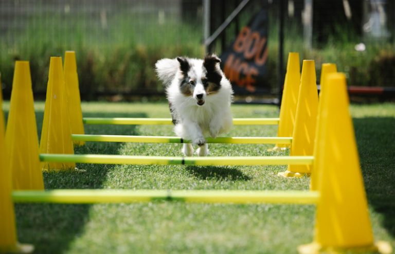 Bearded Collie Exercise Needs: How to Keep This Playful Herding Breed Fit