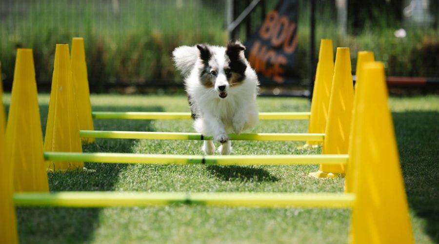 Bearded Collie Exercise Needs
