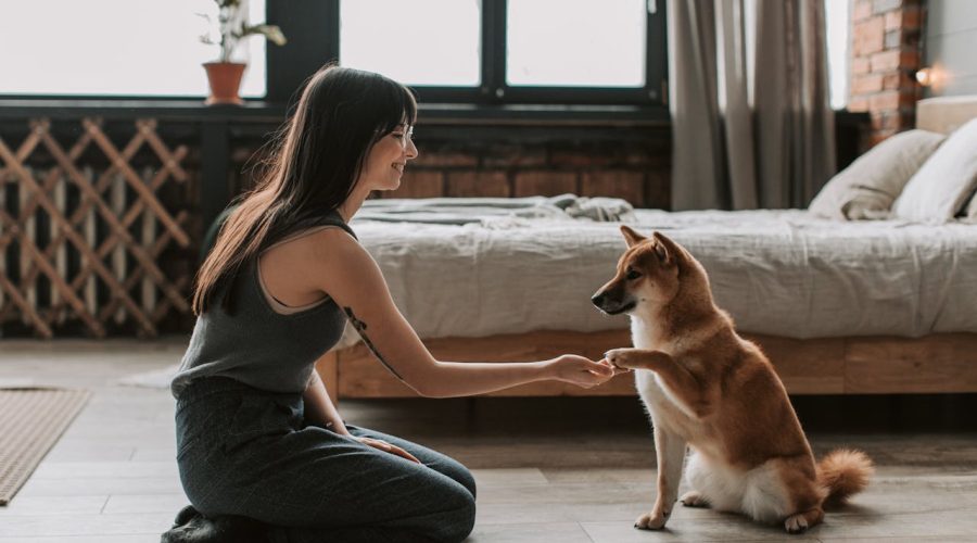 Living with an Akita