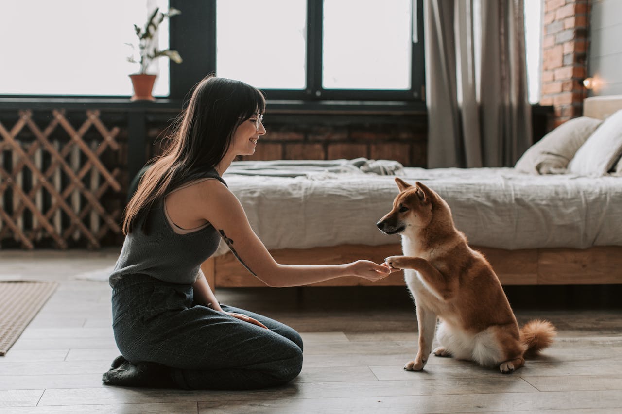 Living With an Akita: What New Owners Need to Know in the First Year