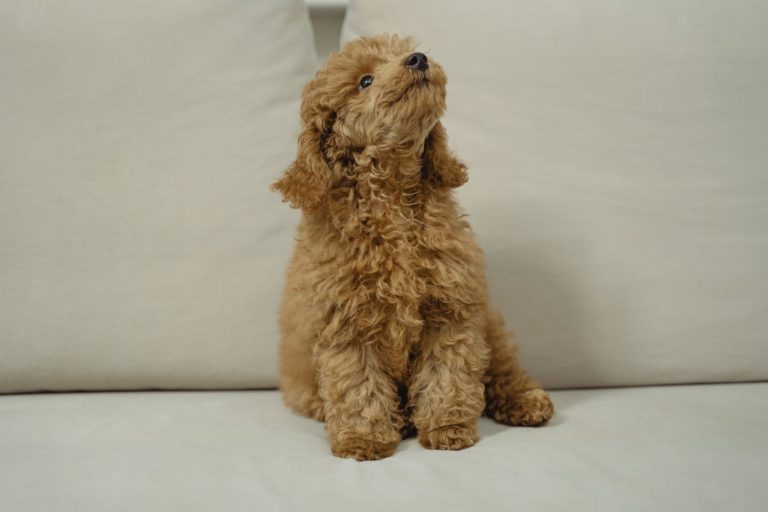 Poodle Daily Routine: Exercise, Feeding, and Grooming Schedule