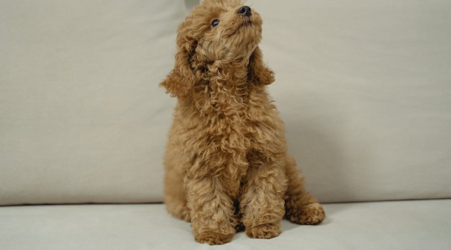 Poodle Daily Routine