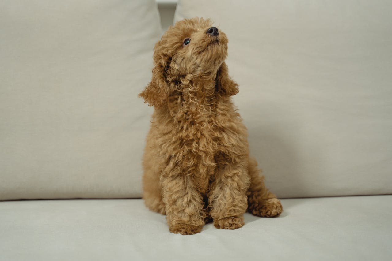 Poodle Daily Routine: Exercise, Feeding, and Grooming Schedule