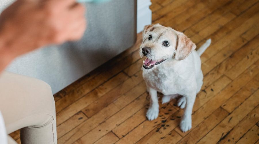 Puppy Socialization Tips