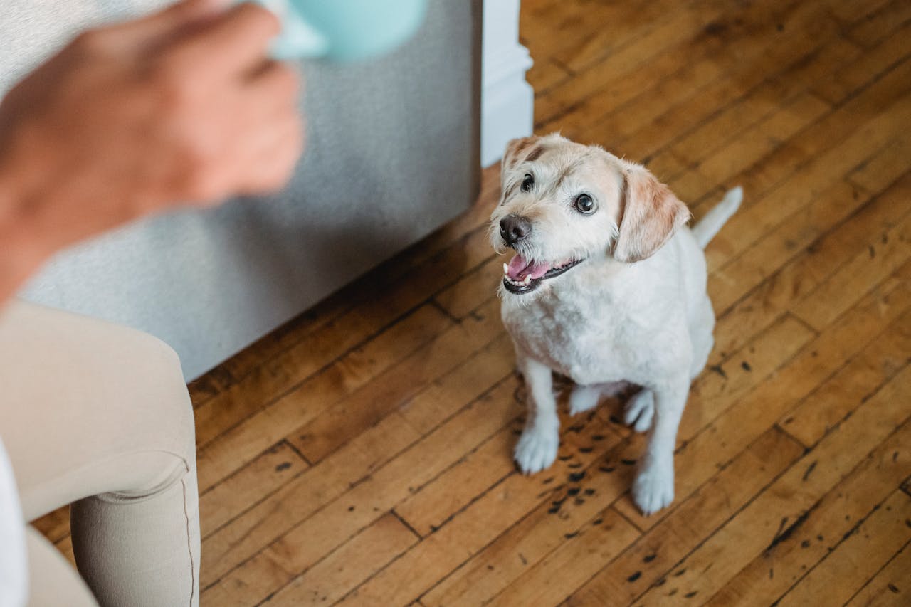 Puppy Socialization Tips: 10 Pro Secrets to Start Right with Your New Petland Puppy