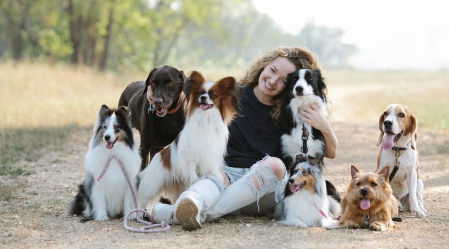 Top 5 Family-Friendly Dog Breeds Available at Petland Summerville