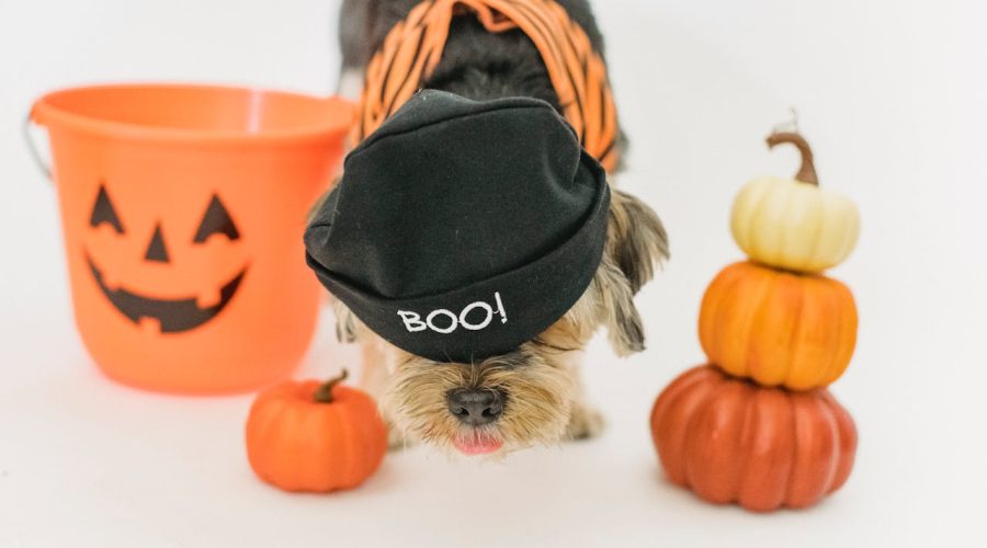 Halloween with Your Favorite Puppy