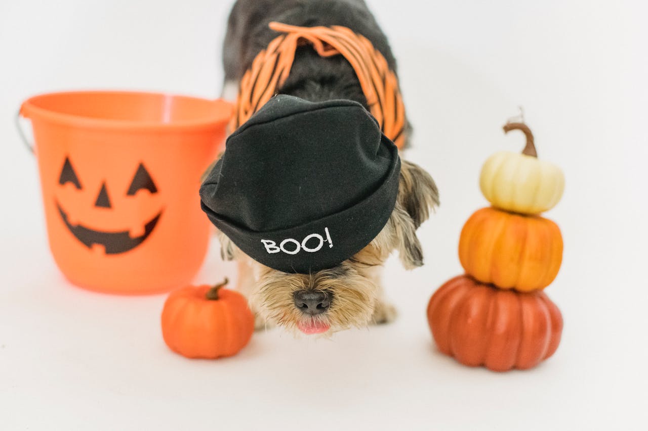 Halloween with Your Favorite Puppy: Decorating, Costumes, and Pet Safety Tips