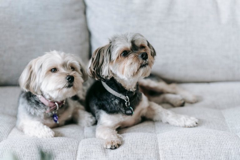 Best Diet and Nutrition Plan for Your Morkie