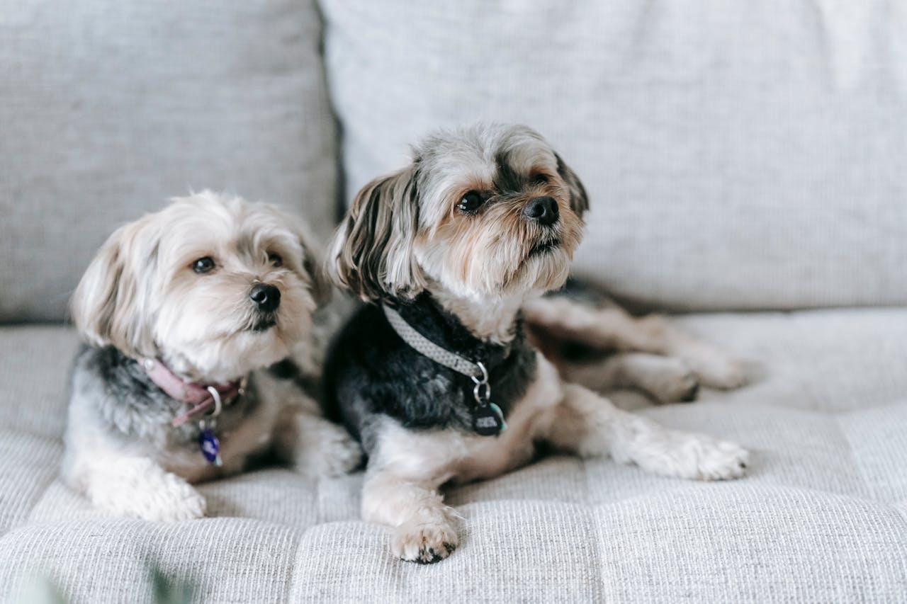 Best Diet and Nutrition Plan for Your Morkie