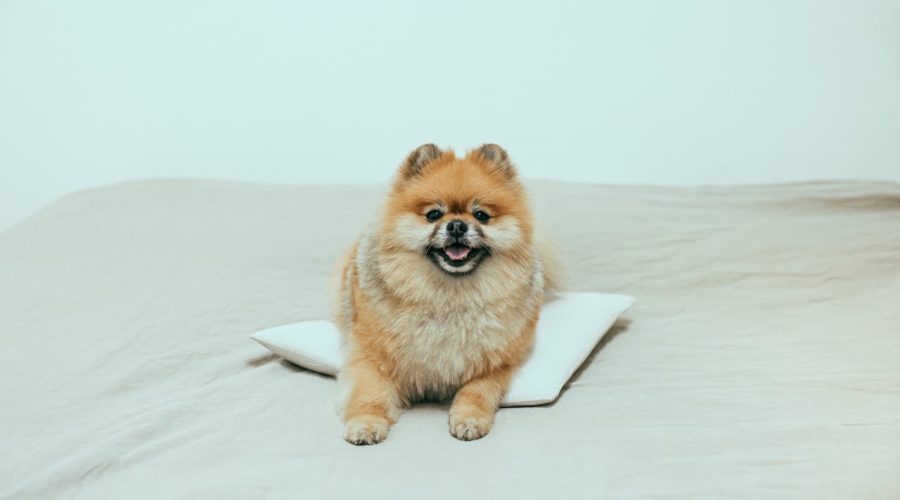 Pomeranian Nutrition