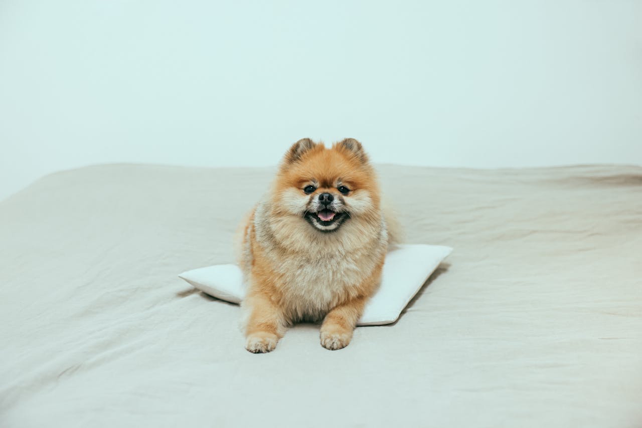 Pomeranian Nutrition: Best Foods for a Healthy, Happy Pup