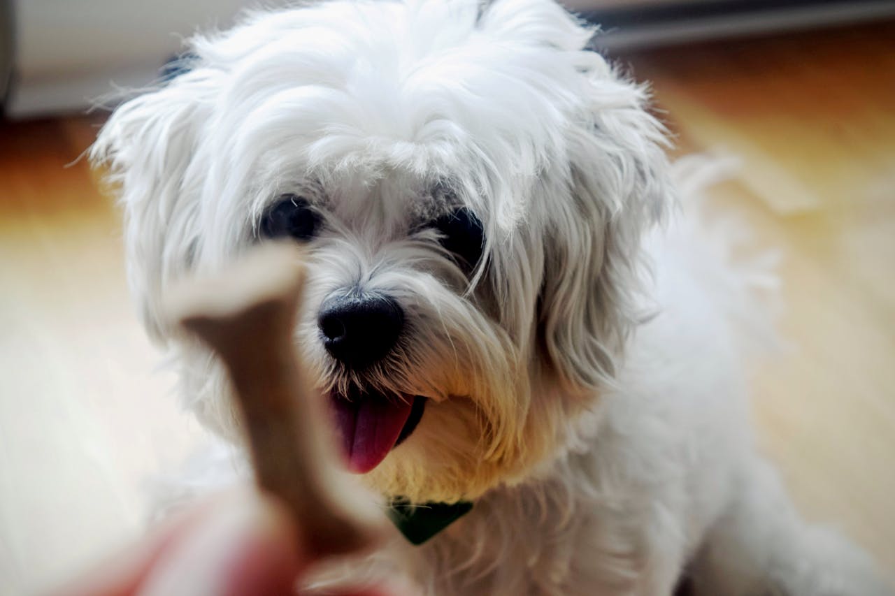 Shih Tzu Training Tips: Raising a Well-Behaved Pup
