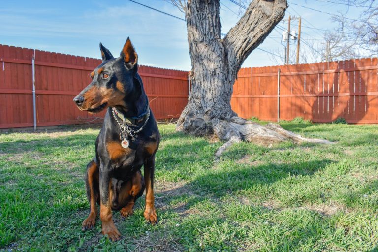 How to Care for a Doberman Pinscher: A Complete Owner’s Guide