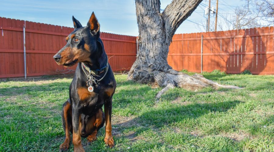 Doberman Pinscher care guide