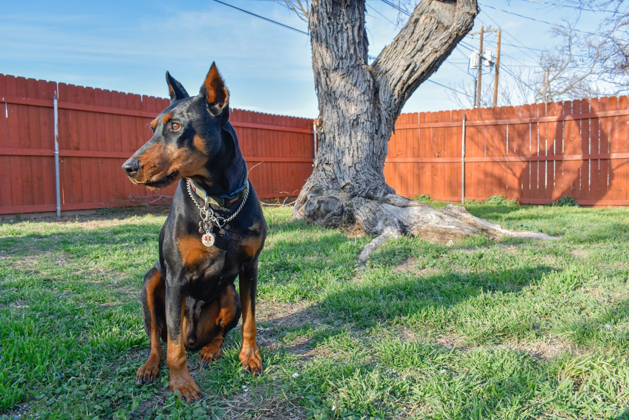 How to Care for a Doberman Pinscher: A Complete Owner’s Guide