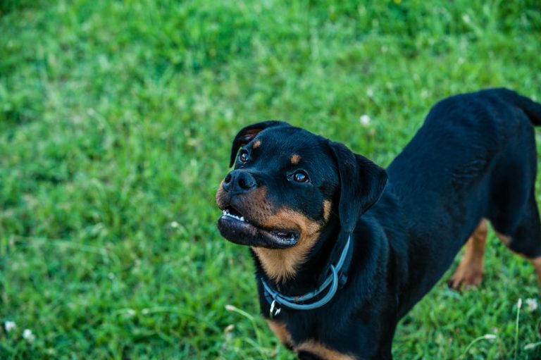 Best Exercises to Keep Your Rottweiler Fit and Happy