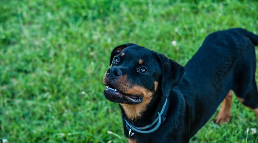 Rottweiler exercise