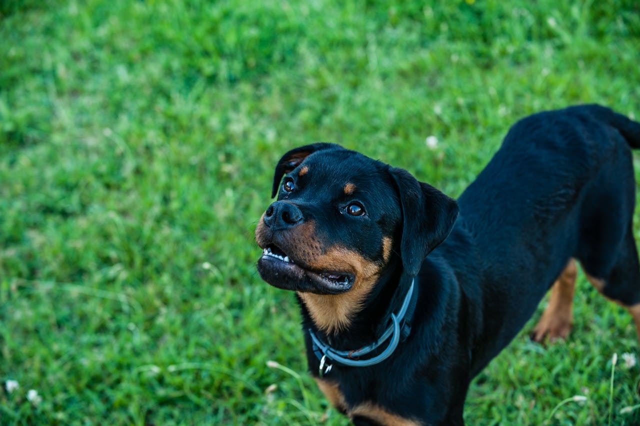 Best Exercises to Keep Your Rottweiler Fit and Happy