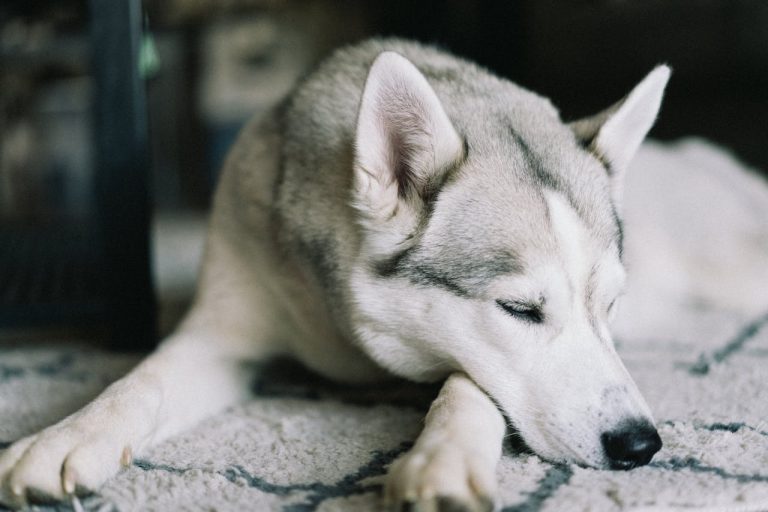 Alaskan Klee Kai Grooming Guide: How to Manage Their Double Coat