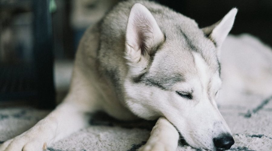 Alaskan Klee Kai Grooming