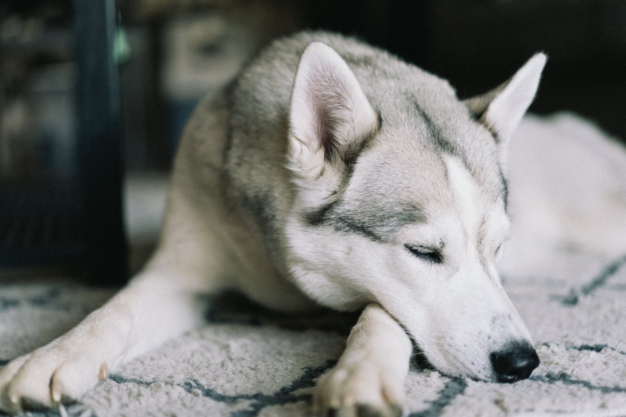 Alaskan Klee Kai Grooming Guide: How to Manage Their Double Coat