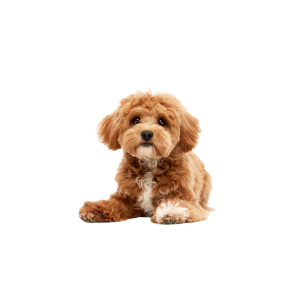 CavaPooChon Puppy