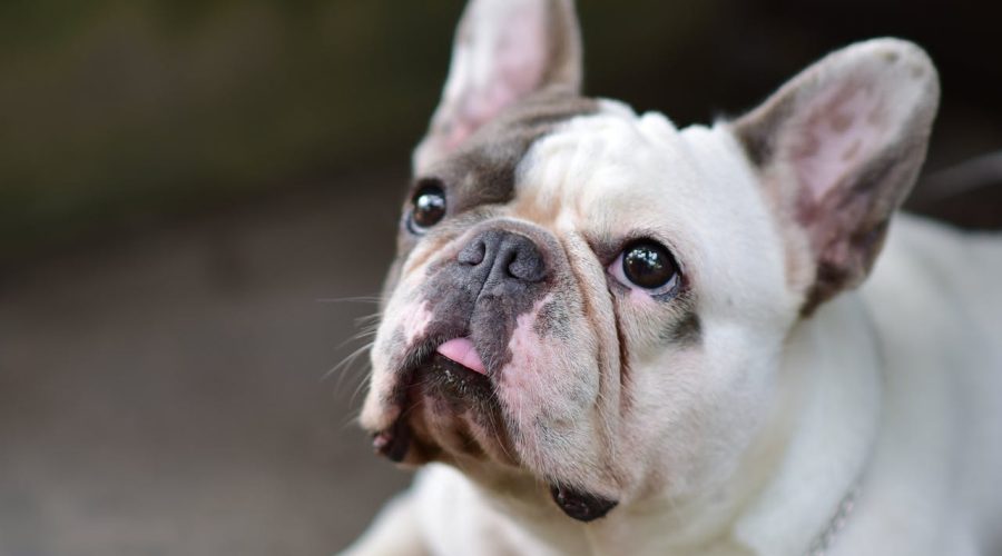 French Bulldog Dental Care