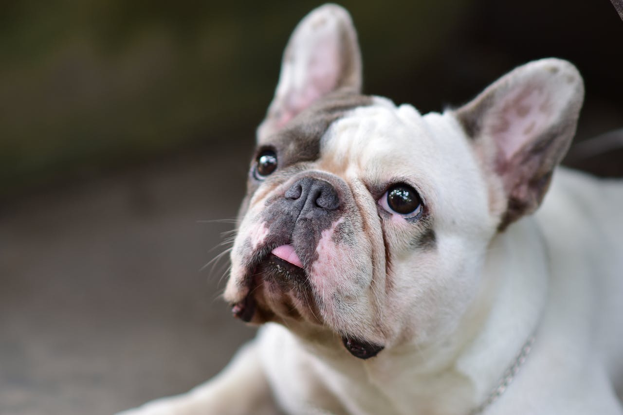 French Bulldog Dental Care: Keep That Smile Healthy