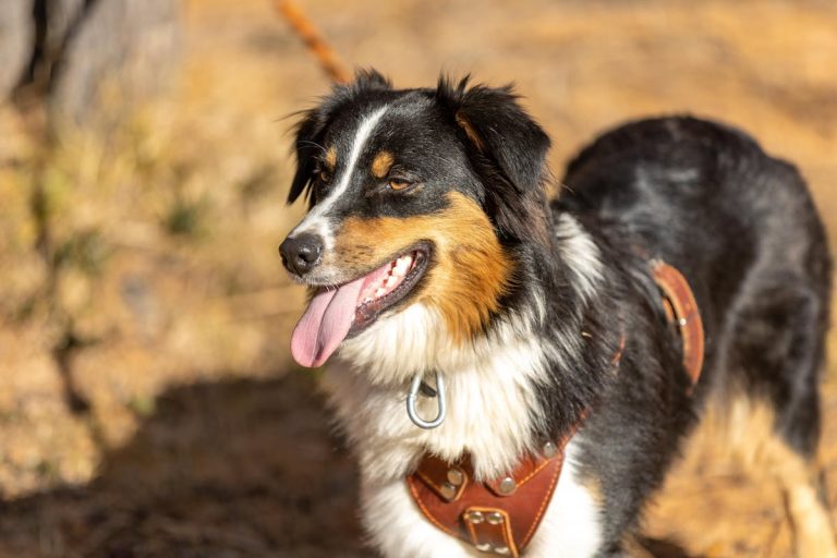 Australian Shepherd Pros and Cons: Is This Breed Right for You?
