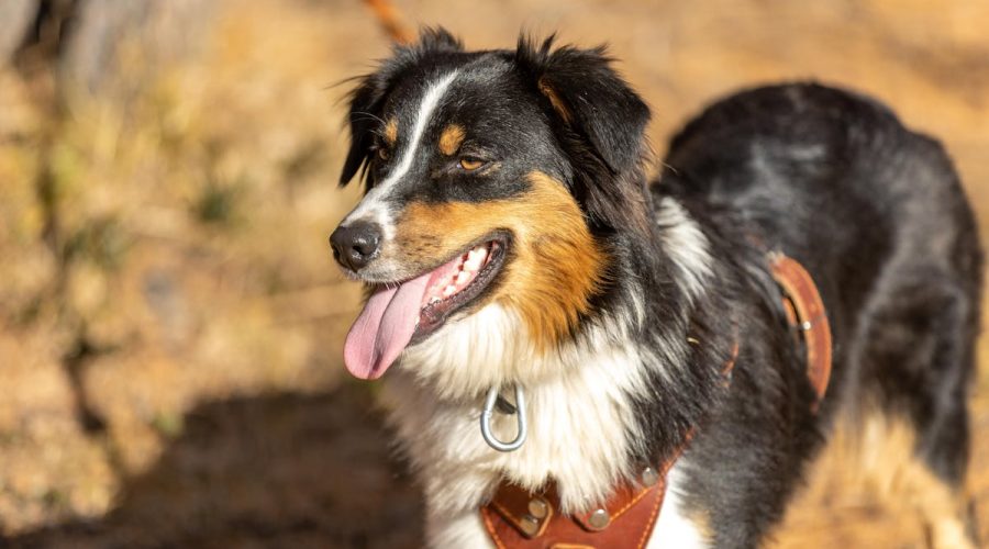 Australian Shepherd pros and cons