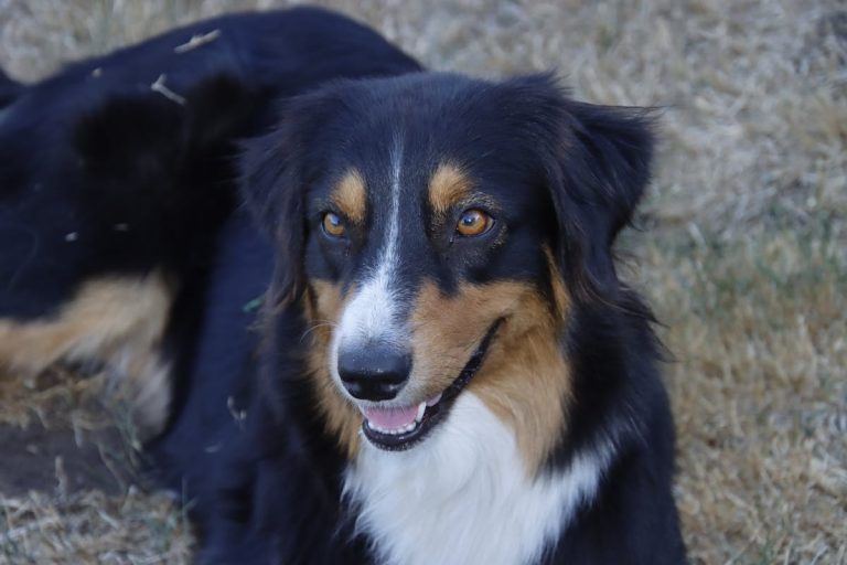 Australian Shepherd Breed Overview: Temperament, Traits & History