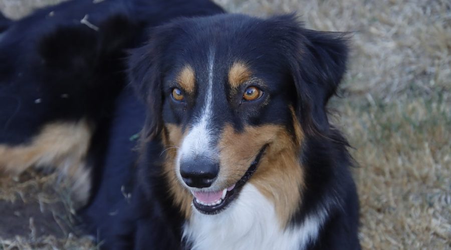 Australian Shepherd breed overview