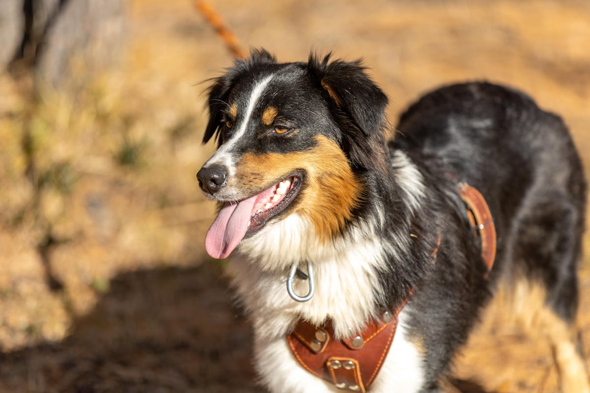 Australian Shepherd Pros and Cons: Is This Breed Right for You?