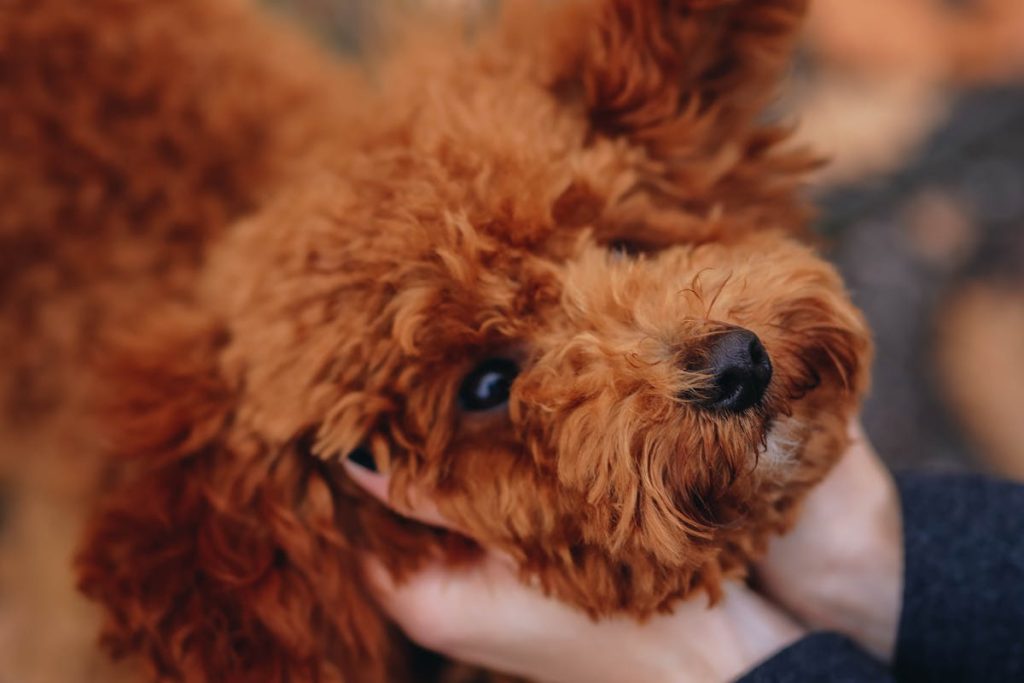 How to Build a Strong Bond with Your Puppy
