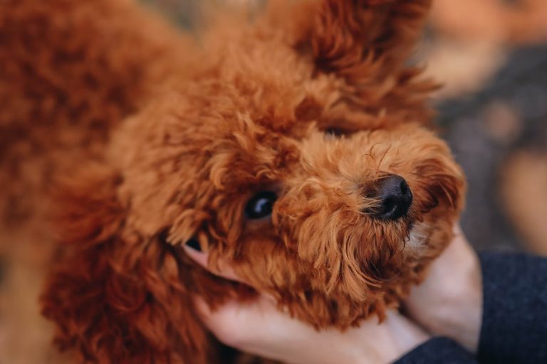 How to Build a Strong Bond with Your Puppy