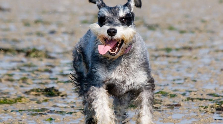 Miniature Schnauzer Training
