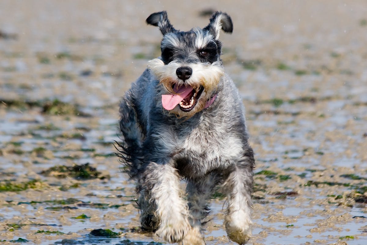 How to Train a Miniature Schnauzer Puppy