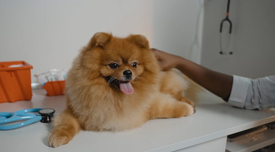 puppy health records