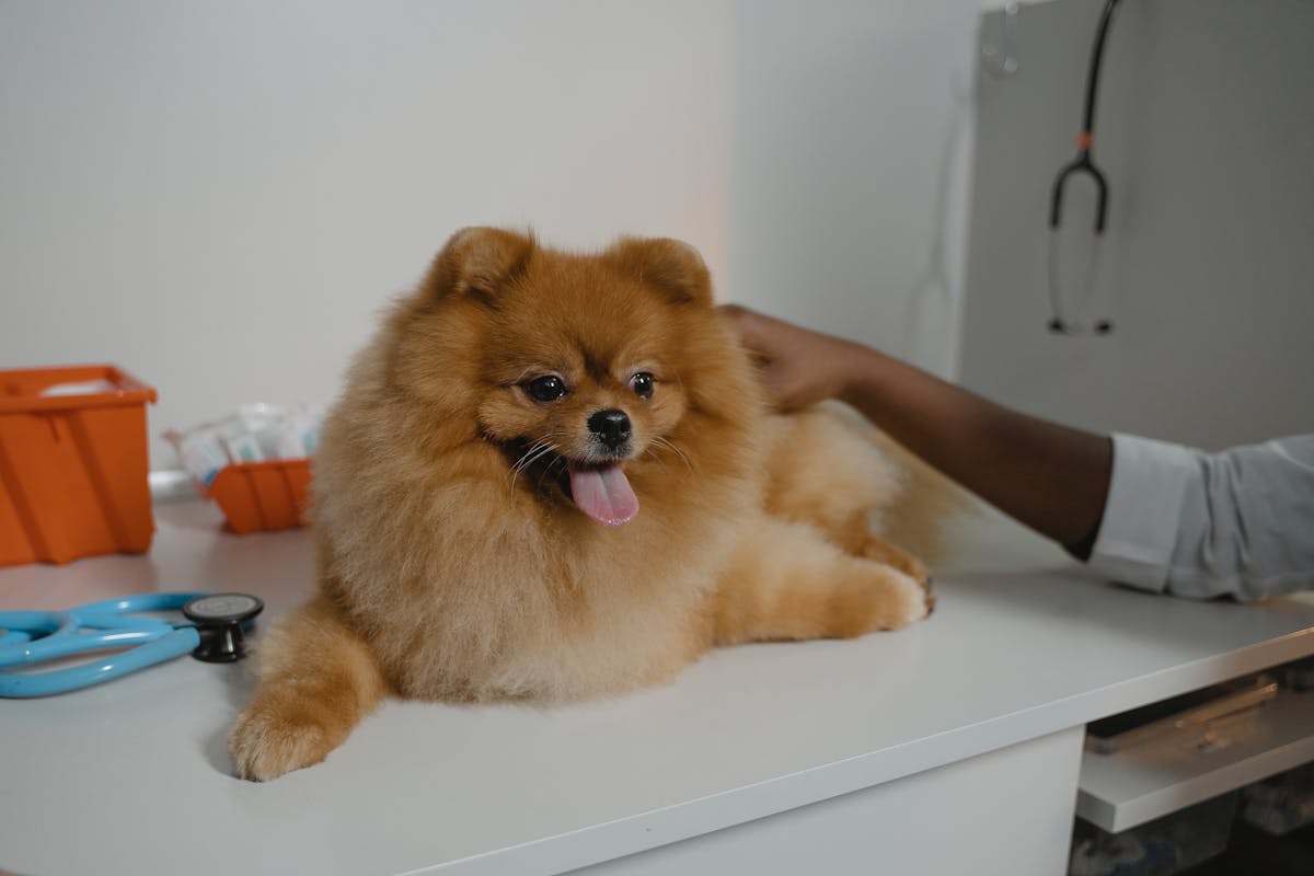 Why Health Records and Vaccination History Matter When Choosing a Puppy