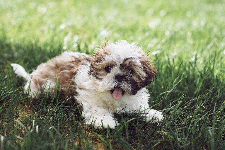 Small Puppy Breeds Charleston Residents Prefer for City Living