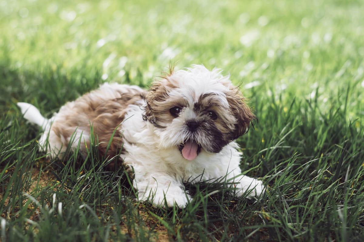 Small Puppy Breeds Charleston Residents Prefer for City Living