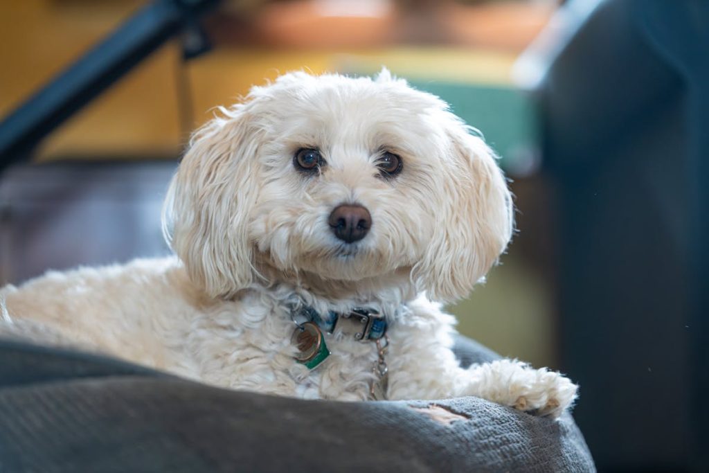 Puppy safe apartment setup