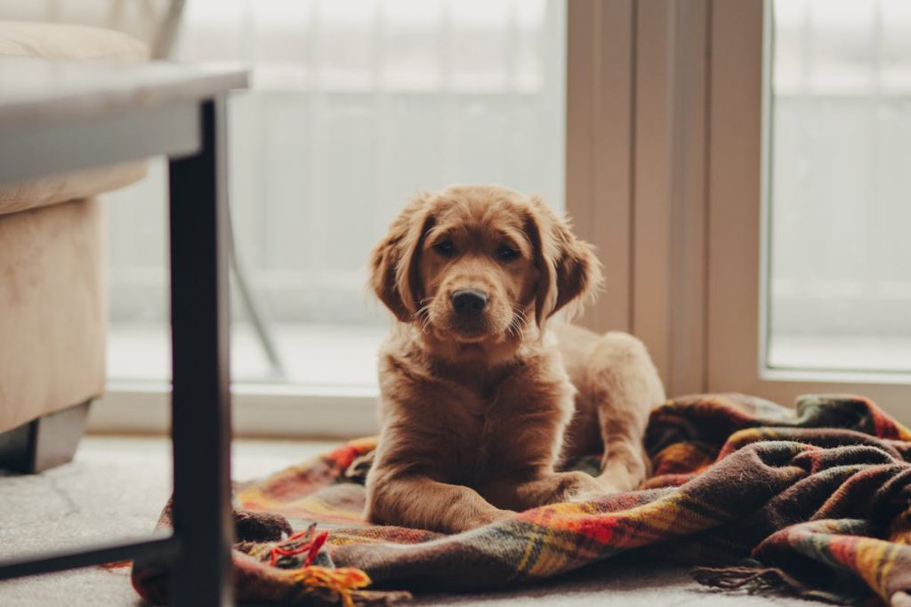 Creating a Puppy Safe Space in Small Apartments