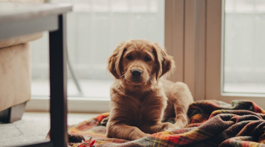 Puppy safe apartment setup